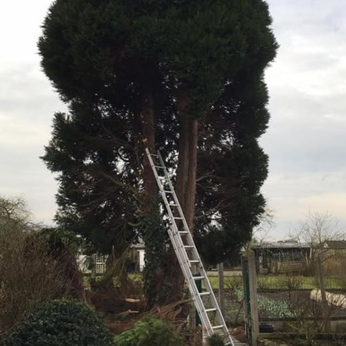 Abattage et élagage d'arbre sur Arras