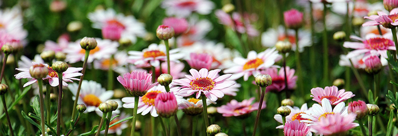 Plantation de fleur pres de Cambrai