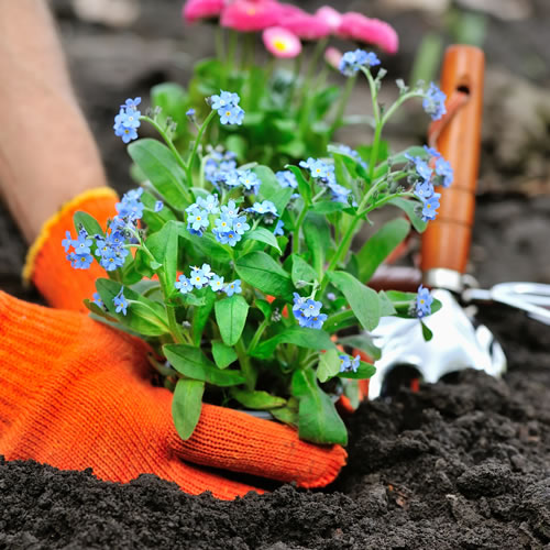 Plantation de fleurs Arras