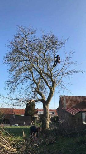 Elagage abattage arbres Douai