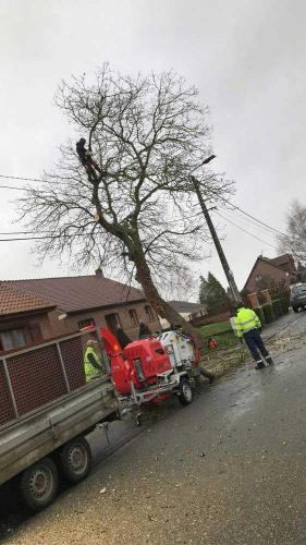Elagage abattage arbres Douai